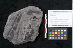 Foto (Objekt + Etikett) von Plantae indet.  (NHMW-GEO-2024-0188-11519)